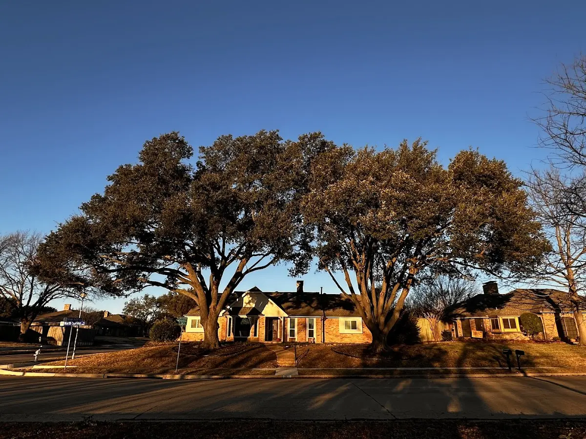 Established residential canopy tree shading a home in Fort Irwin
