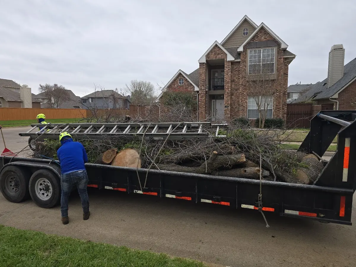 Expert Tree Removal with proper safety equipment in Fort Irwin